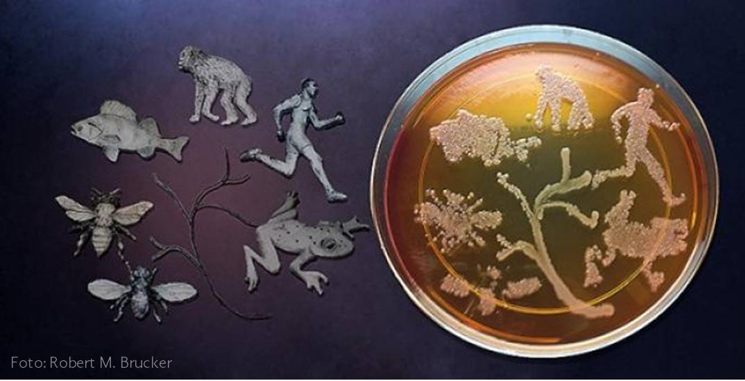 En este post sobre el hologenoma de dos especies de avispas te platicamos la forma en que sus simbiontes influyen en sus procesos evolutivos.