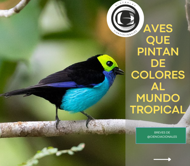 Aves que pintan de colores al mundo tropical
