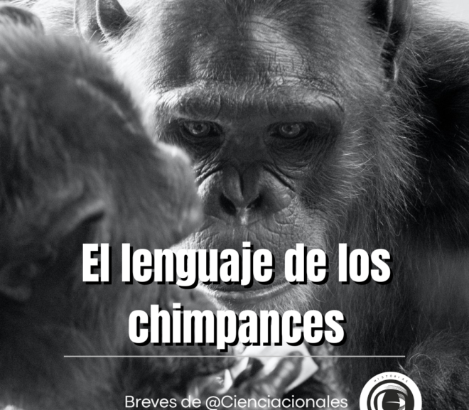 El lenguaje de los chimpancés